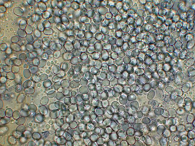 Amanita spec. Cod.: 8509-08